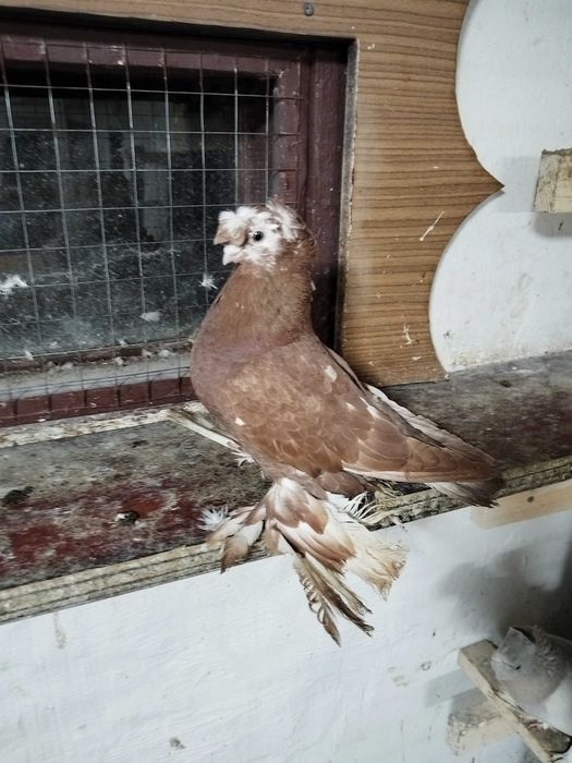 Продам голубей...