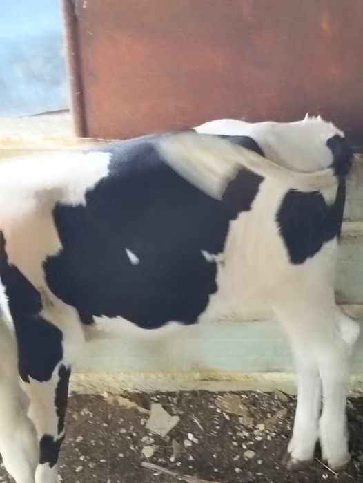 Vand tauras Holstein