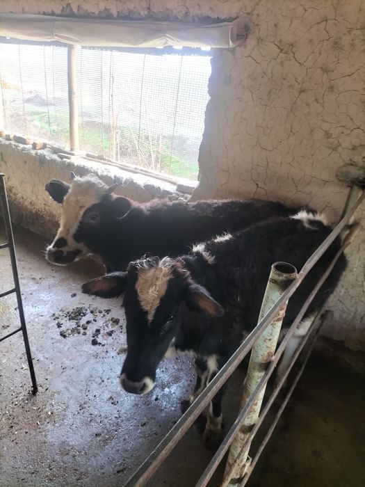 Gunojinlar sotiladi 1 yawar