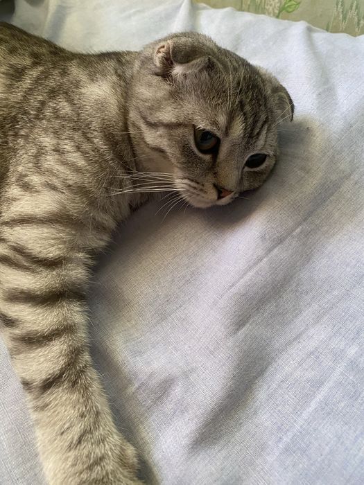 Шотландский мысык сатылады