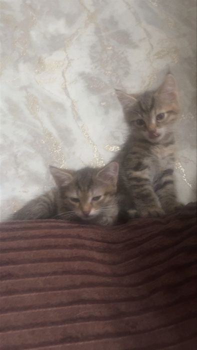В добрые руки умные игривые котята. Бесплатно