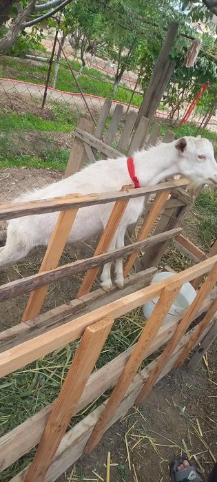 Занен теке 1 жасар