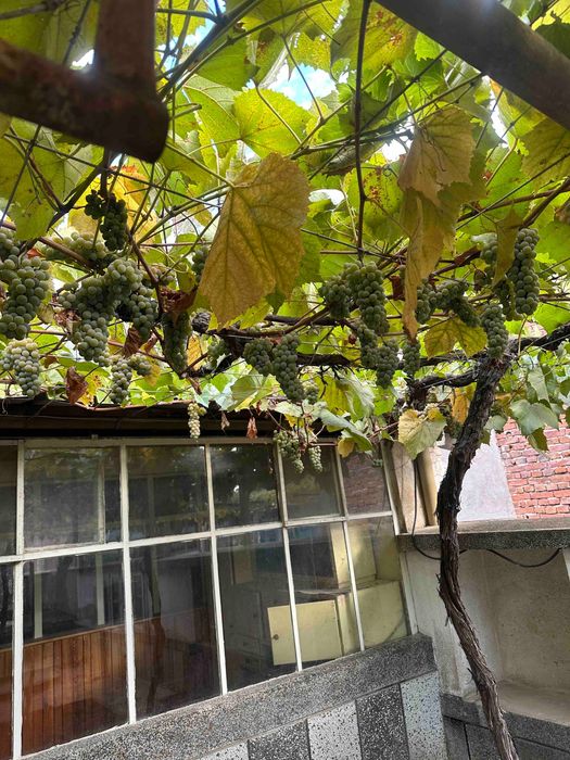 Предлагам  резитба на лозя и асмалъци