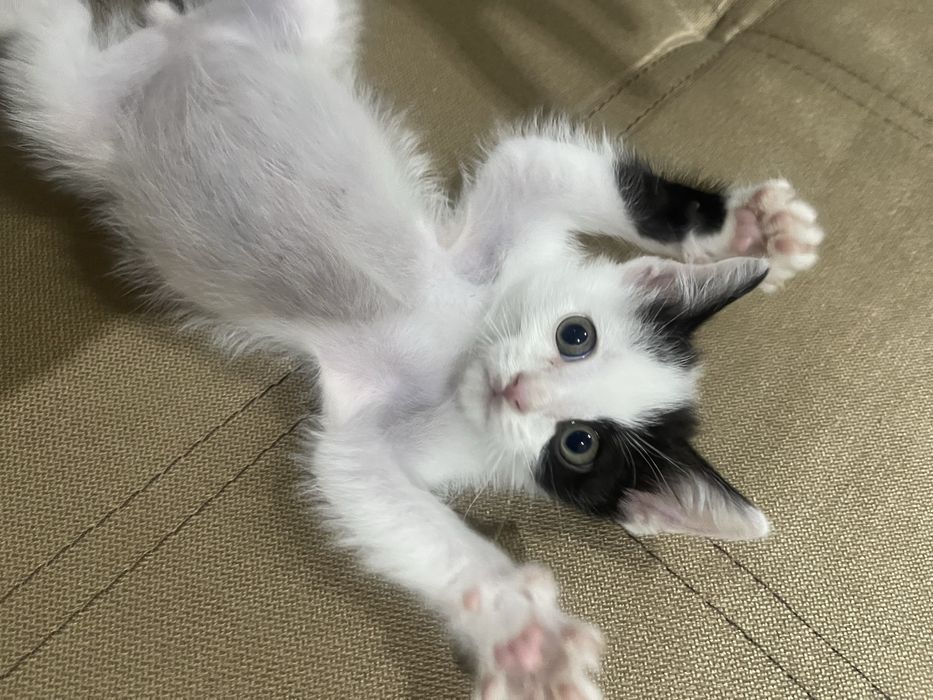 Котик домашний .Привитый