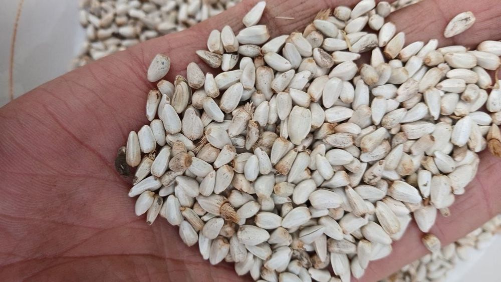 mahalliy maxsar masqar masar urugʻlari bor