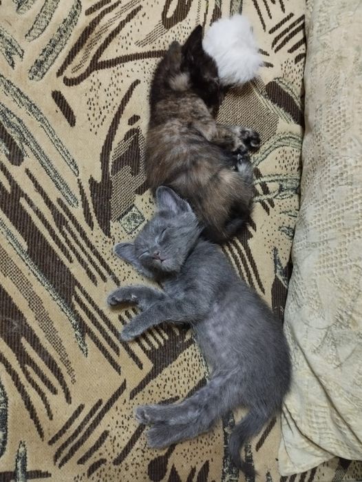 Котята ищут семью
