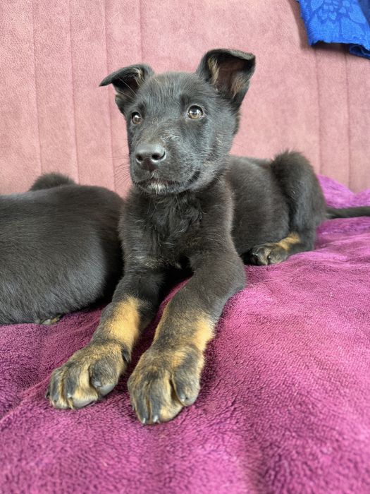 Catelus ciobanesc german cauta casuta