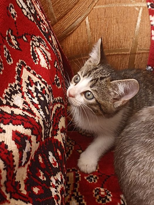 Продам котенка 2000