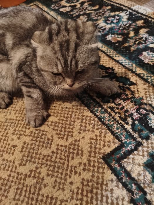 Найдена кошка веслоухая