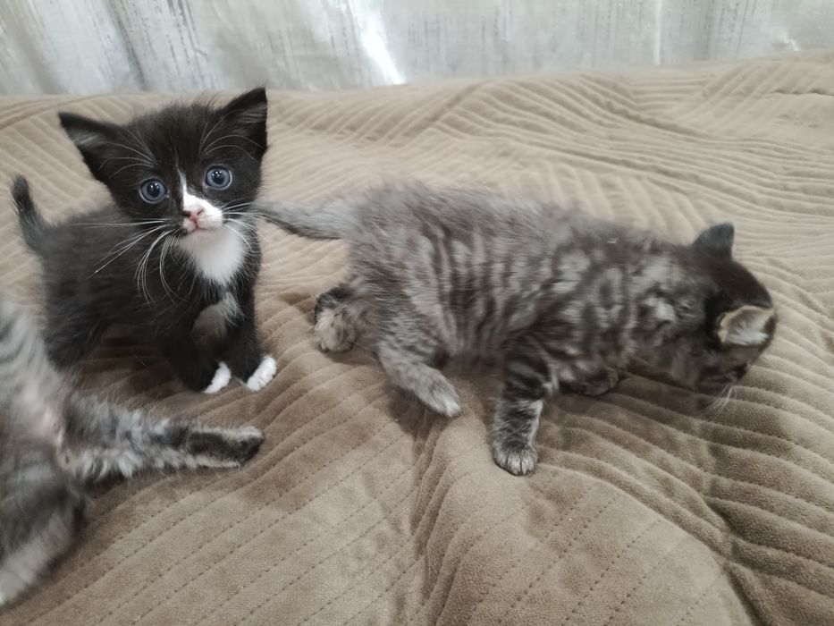 Отдам котят бесплатно