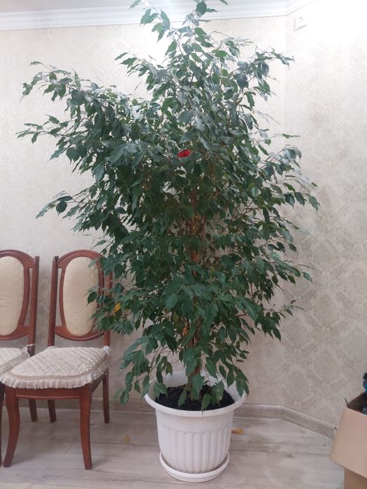Продам Фикус. Высота 2.3 м. В районе Батыс 2