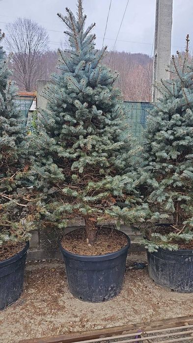 Plante Decorative Mari - Rezistente și Spectaculoase - Plantare