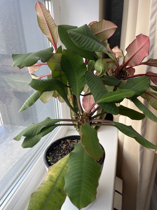 Продам домашние цветы