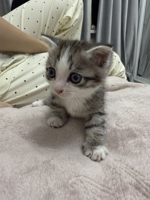 милый котенок 1 месяц
