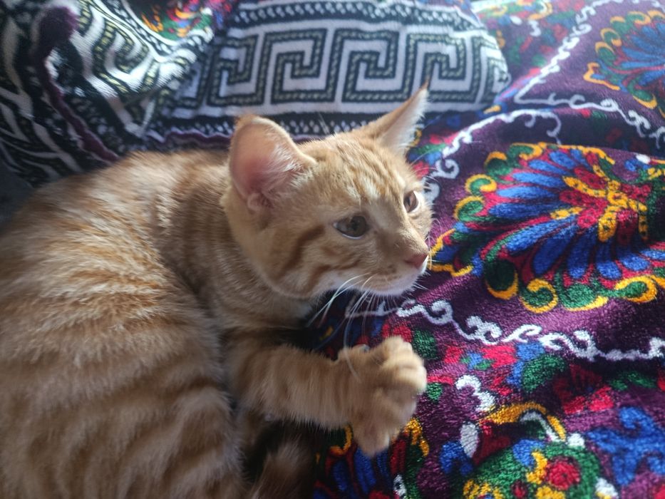 Кошка бесплатно хорошая и игривая