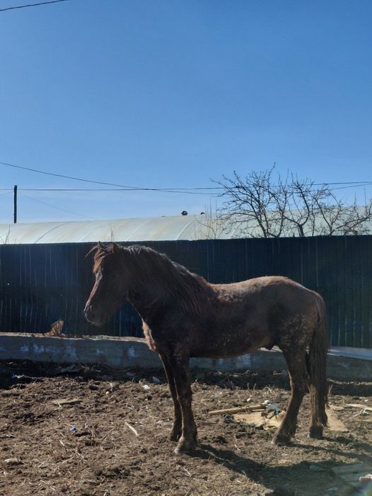 Айғырлыққа сатылады