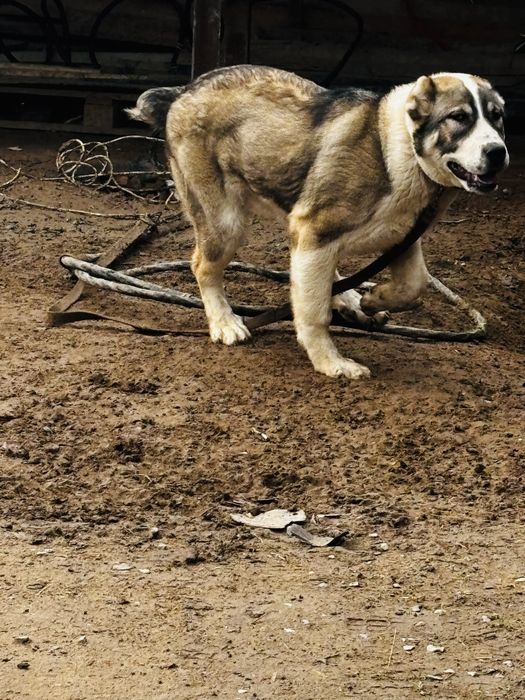 Алабай! САО чистый крови. Срочно продам!