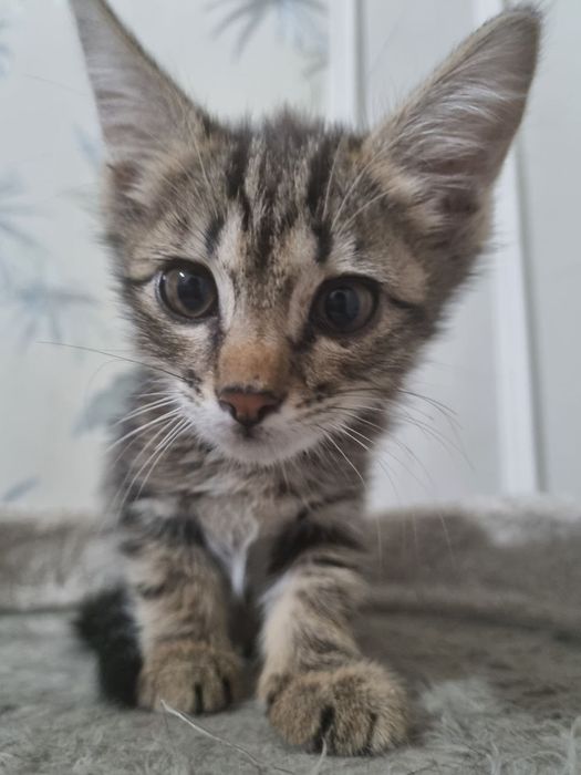 Котик в добрые руки