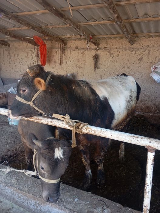 Домашний бык 1.2 месяцев