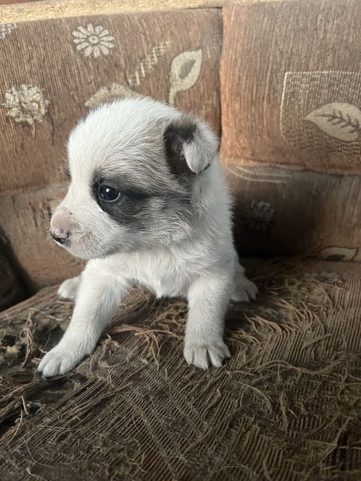 Отдам в хорошие добрые руки щенка