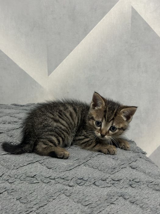Отдам котенка мальчика