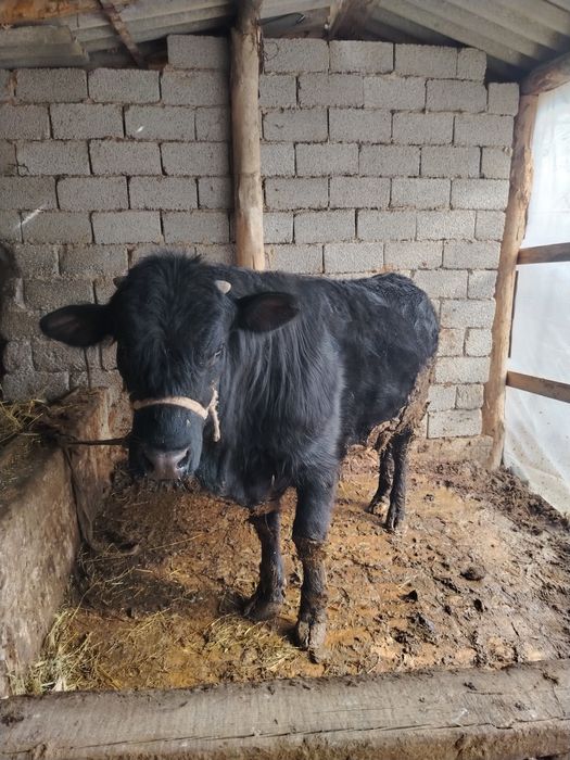 Семіз ангус бұқа сатылады!