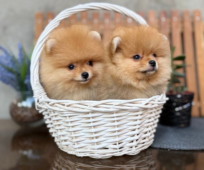 Померанский шпиц