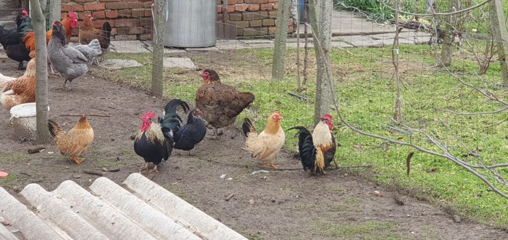 Декоративни петлета