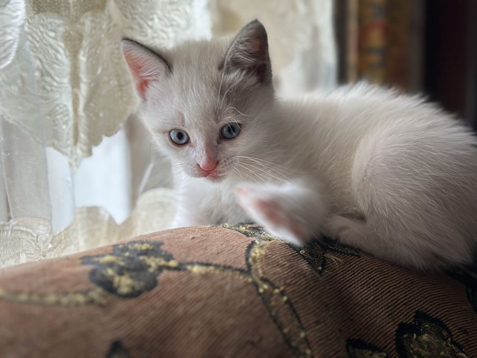 Очаровательные Котята Скоттиши