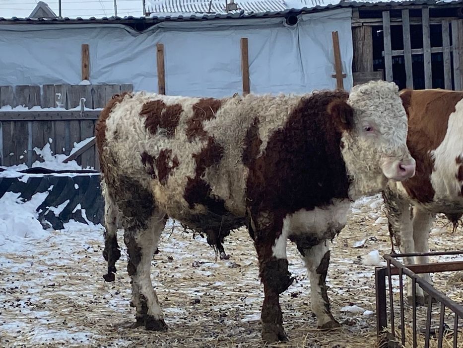 Бычки симменталы