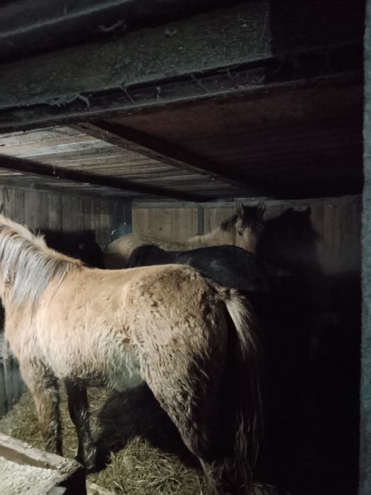 Продам Байталдар