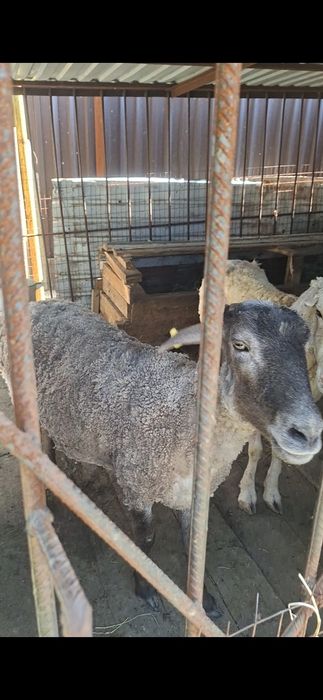 Кой, баран, токты