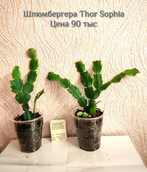 Сортовая Шлюмбергера (декабрист) Thor Sofia