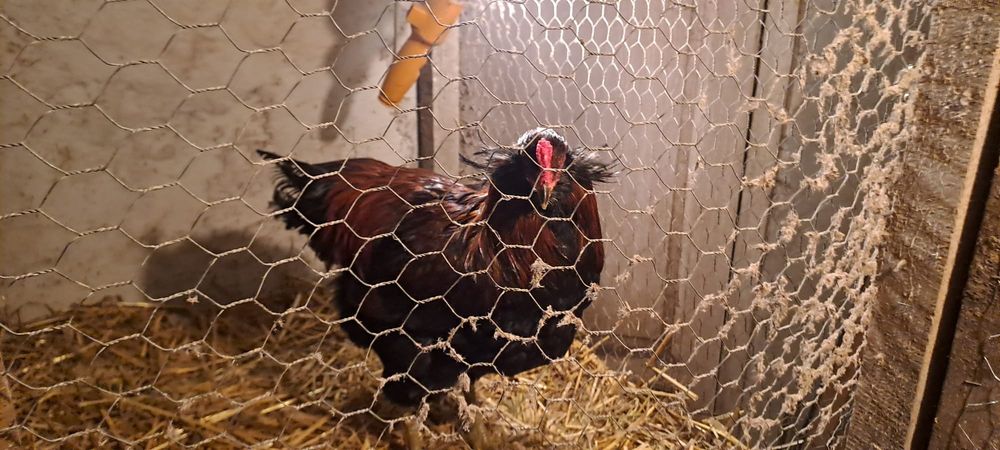 Perechi Mătase japoneza, Araucana și prepelițe