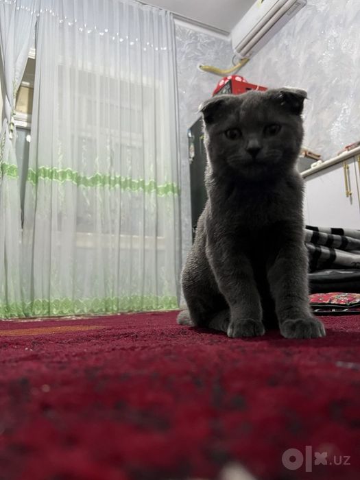 Шотландский весла ухий кот мальчик