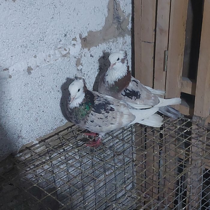 Мромор белагаловые пара лет с игрой