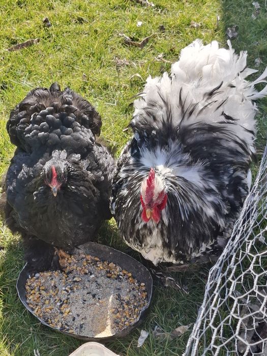 Vând fam cochinchina uriaș