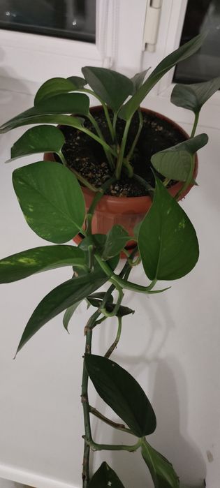 Цветок эпипремнум