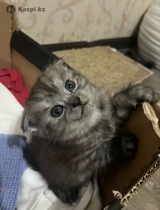 Шотландские котята бронь