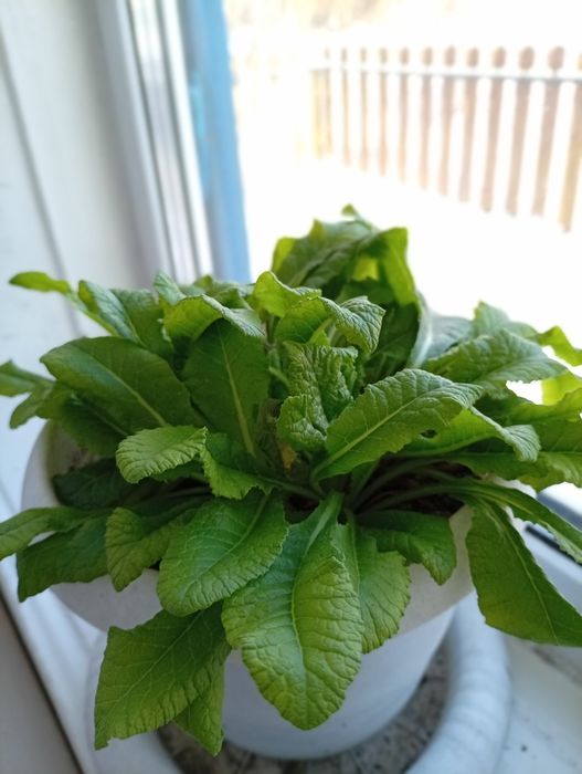 Продам садовую примулу , 800 тг