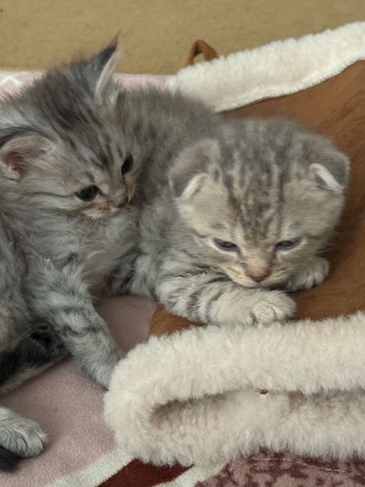 Шотландский котёнок