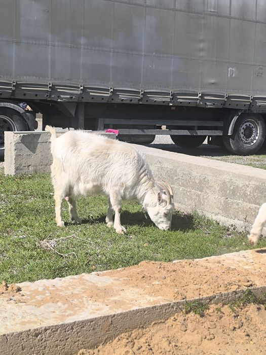 Ешкі коза козлята