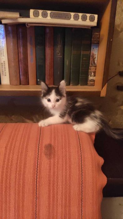 Крысоловы ищут дом