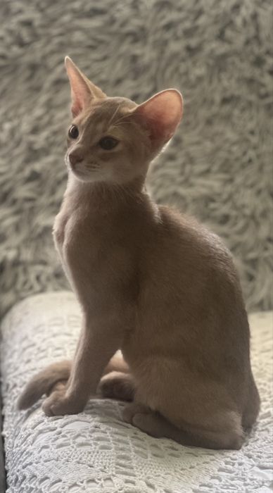 Абисинско котенце