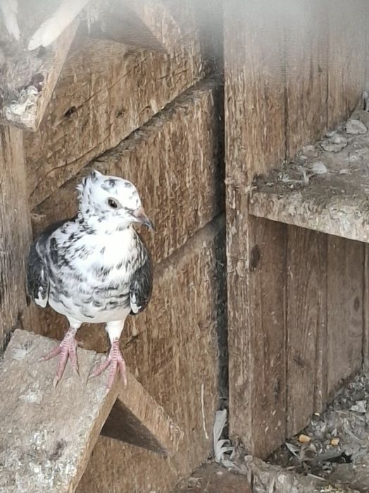 Porumbei de ornament