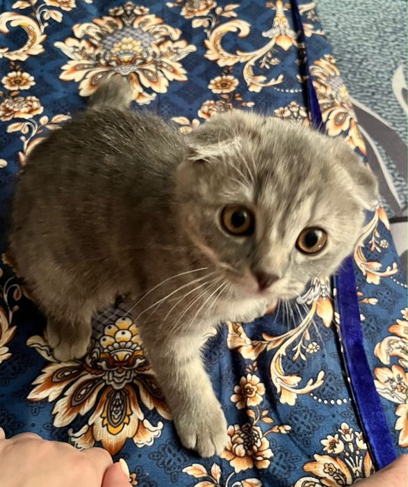 шотландский вислоухий (кот)