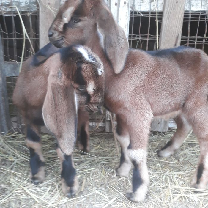 Vând doi tapisori anglonubieni