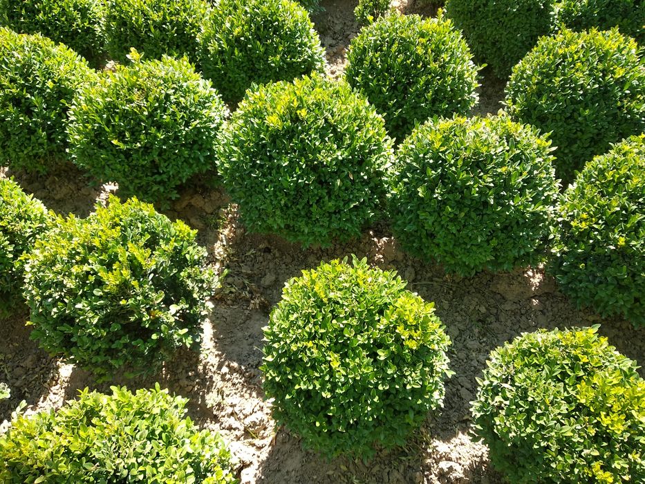 Shamshod kochat sotiladi