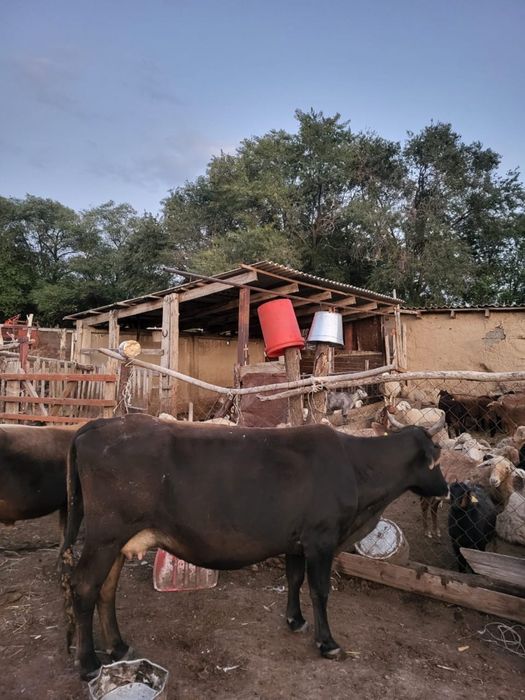 Сиыр   сатылады