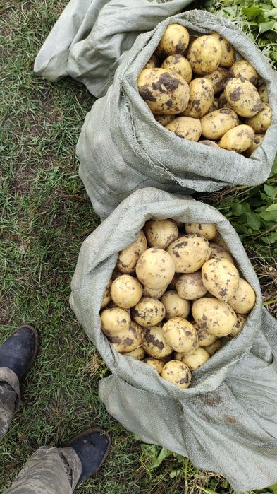 картошка домашняя